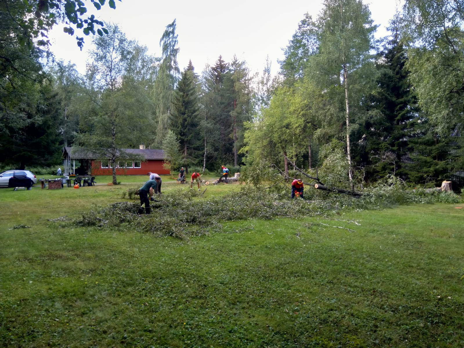 Kaksi isoa koivua kaadettu Pirtill� 31.07.2021