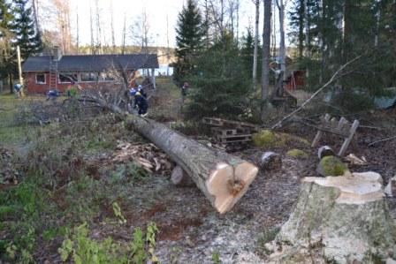 Koivun kaato 22.10.2014