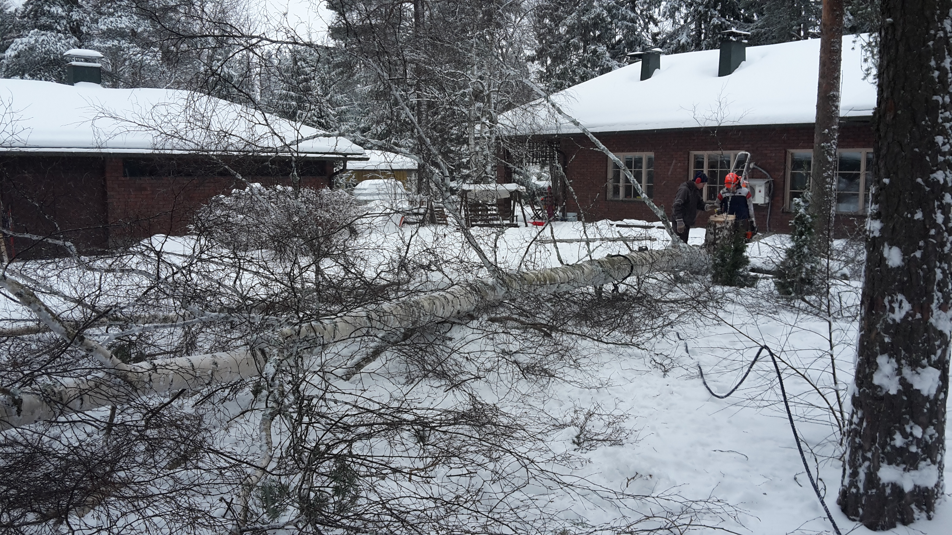 Koivun kaato Likolampi 10.03.2018