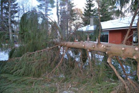 Kuusen kaato 19.10.2013